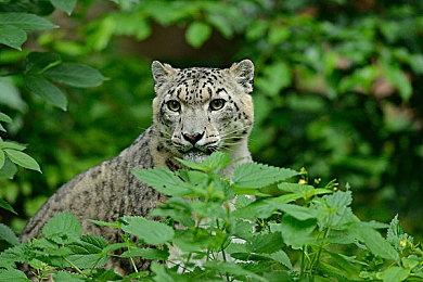 《我的世界》联动《洛克人X》DLC现已推出