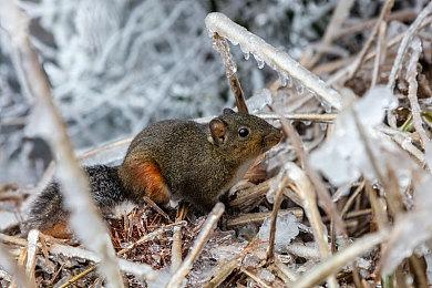 索尼：PS Portal需求强烈 超过了我们的预期